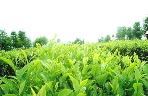 四川屏山强化服务措施促进茶业发展