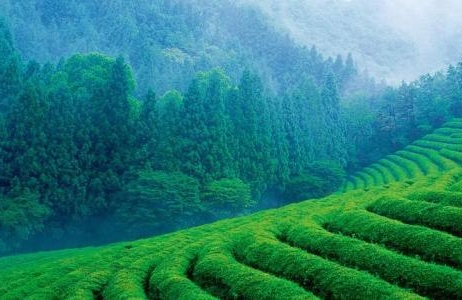 2015贵州 茶业“加速度”